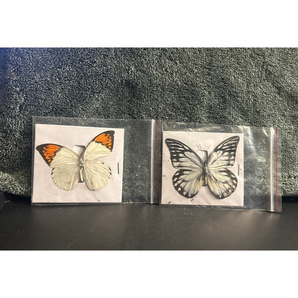 Vintage Pair of Butterfly Specimen for Projects, Art , Framing